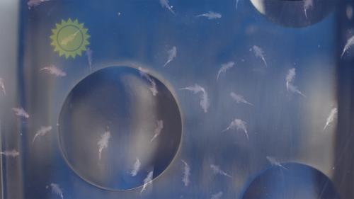 SEA MONKEYS OCEAN ZOO