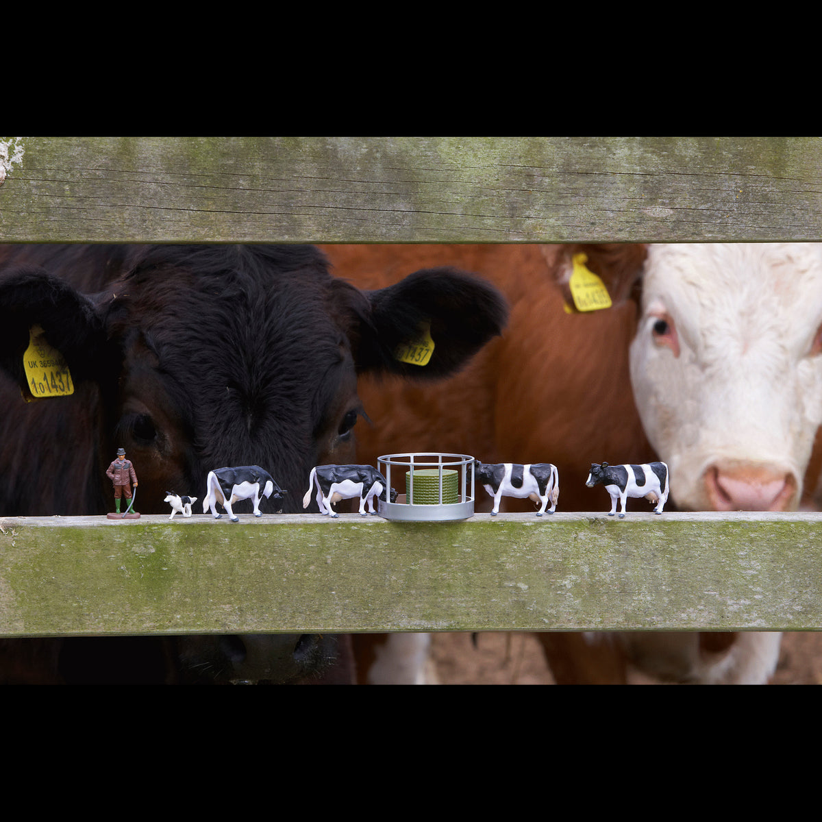 CATTLE FEEDER SET