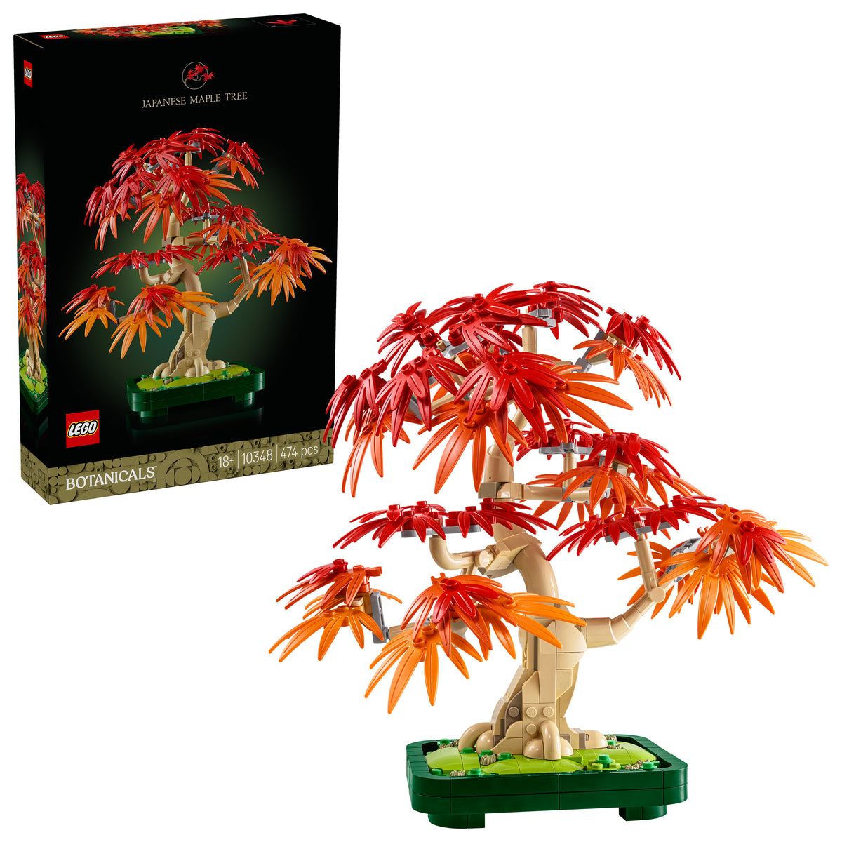 JAPANESE REDMAPLE BONSAI TREE
