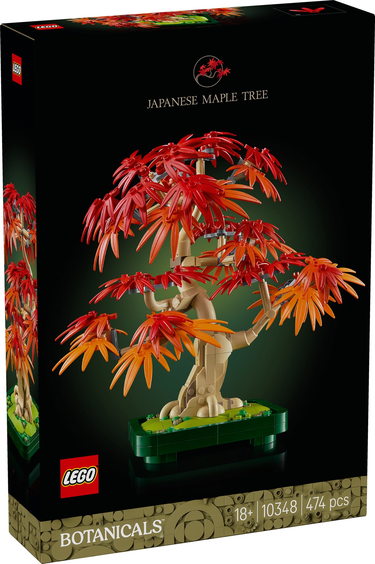 JAPANESE REDMAPLE BONSAI TREE