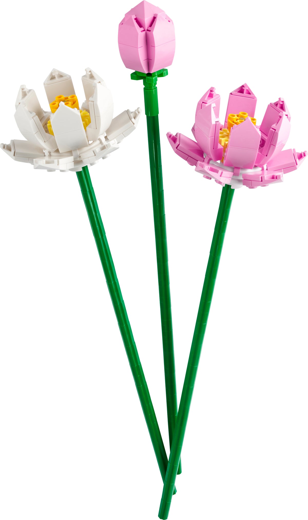 LOTUS FLOWERS