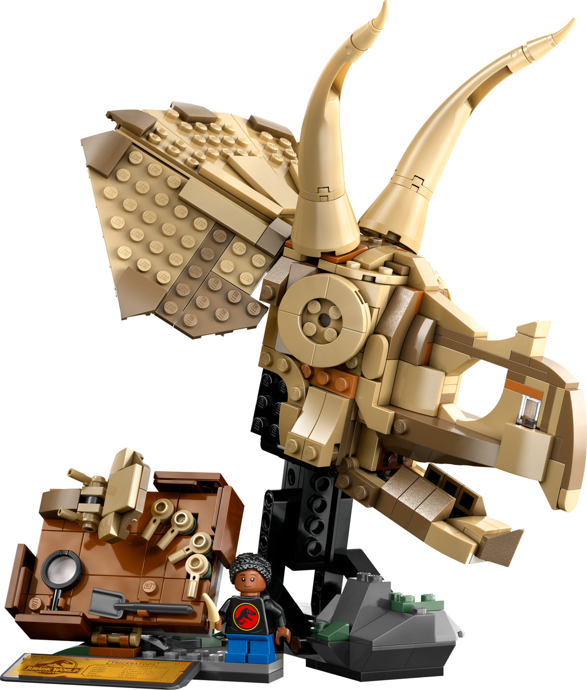 DINOSAUR FOSSILS TRICERATOPS